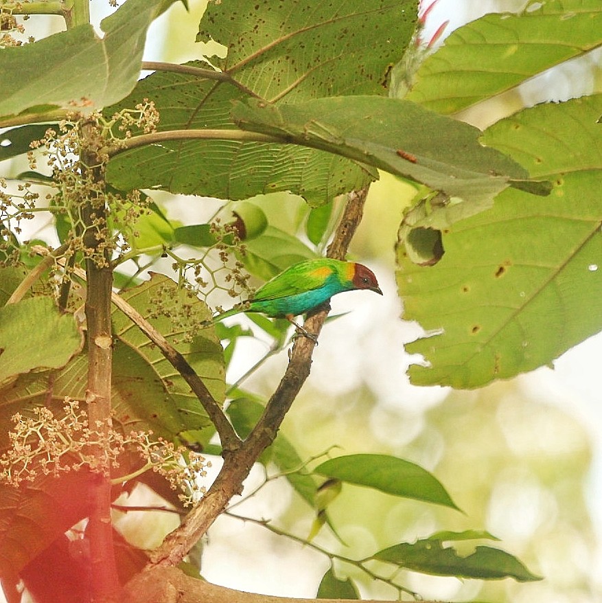 Bay-headed Tanager - ML610149437