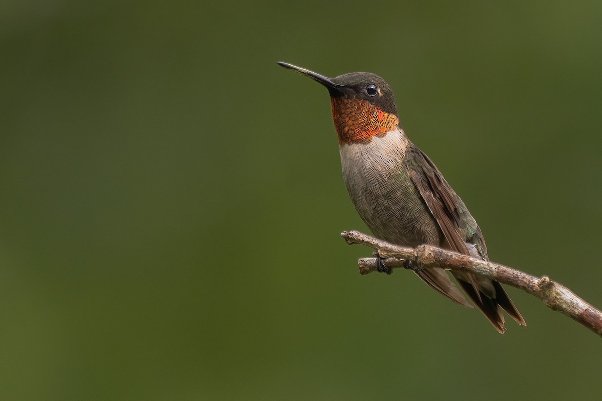 Ruby-throated Hummingbird - ML610149519