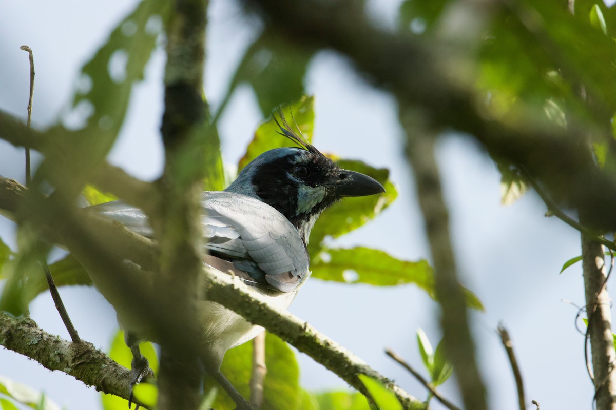White-throated Magpie-Jay - ML610150095