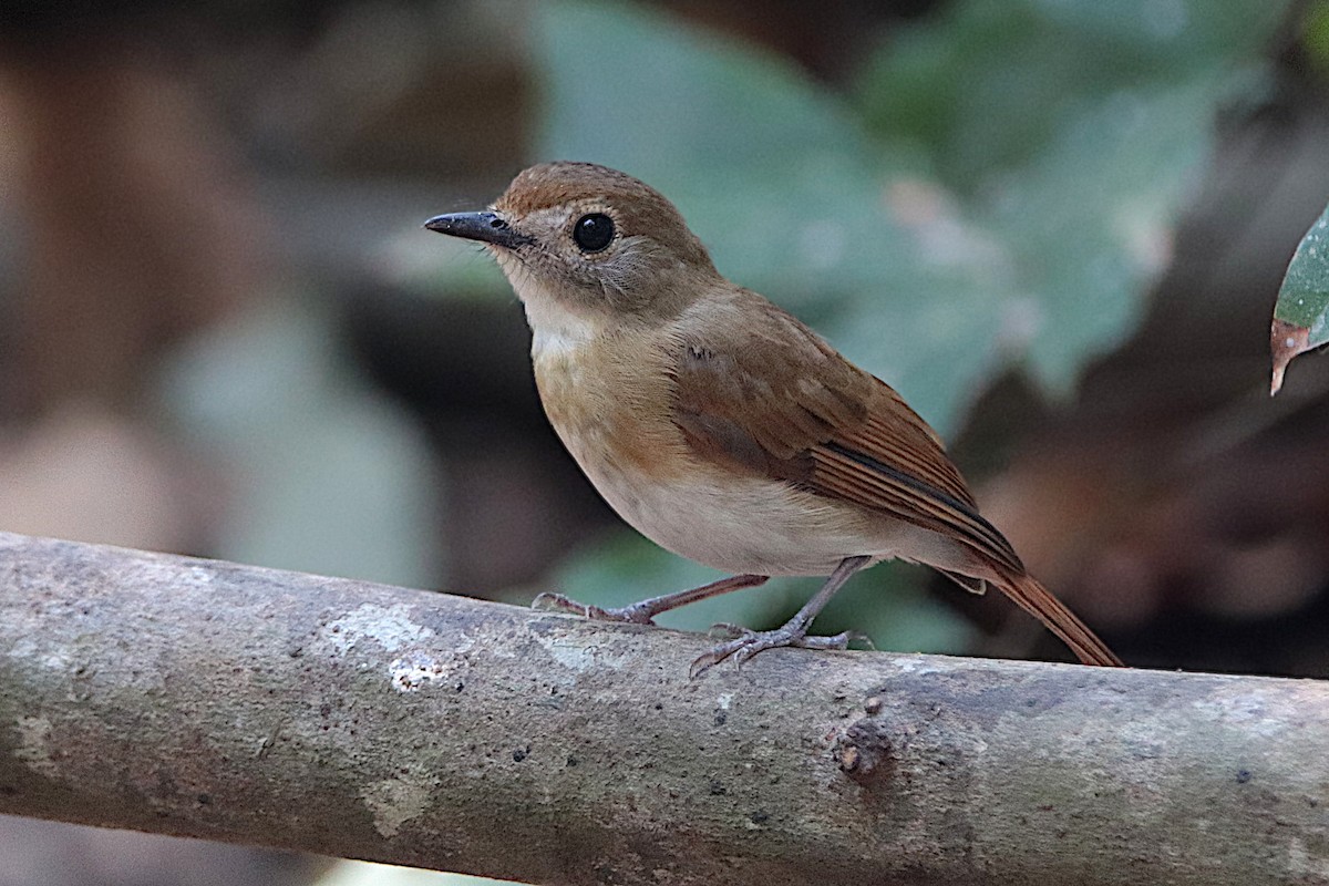 Fulvous-chested Jungle Flycatcher - ML610150155