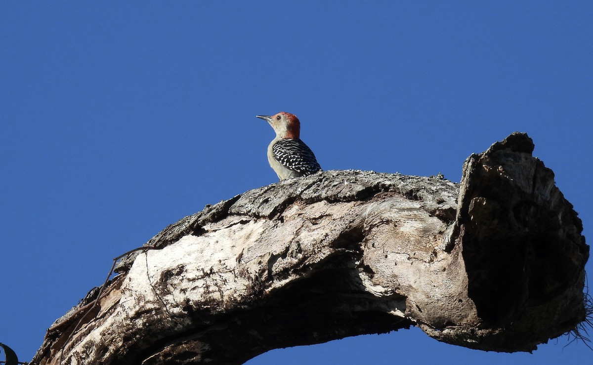 Red-bellied Woodpecker - ML610150285