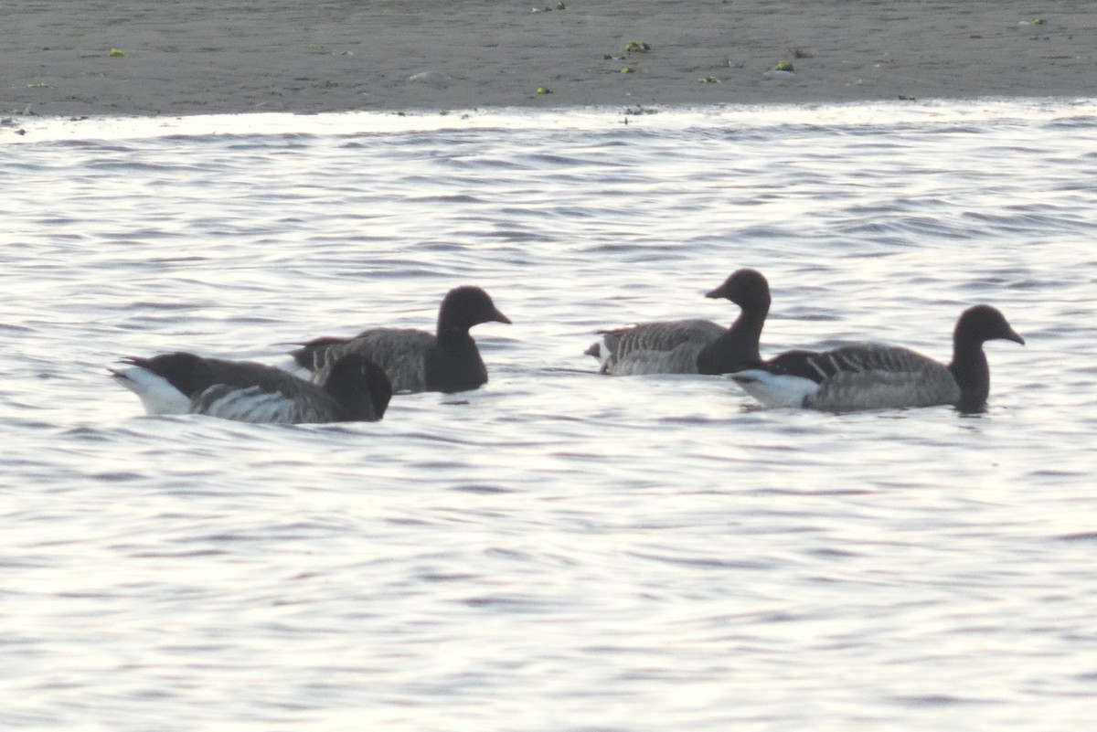 New York Breeding Bird Atlas Checklist - 19 Oct 2023 - Plumb Beach - 14 ...