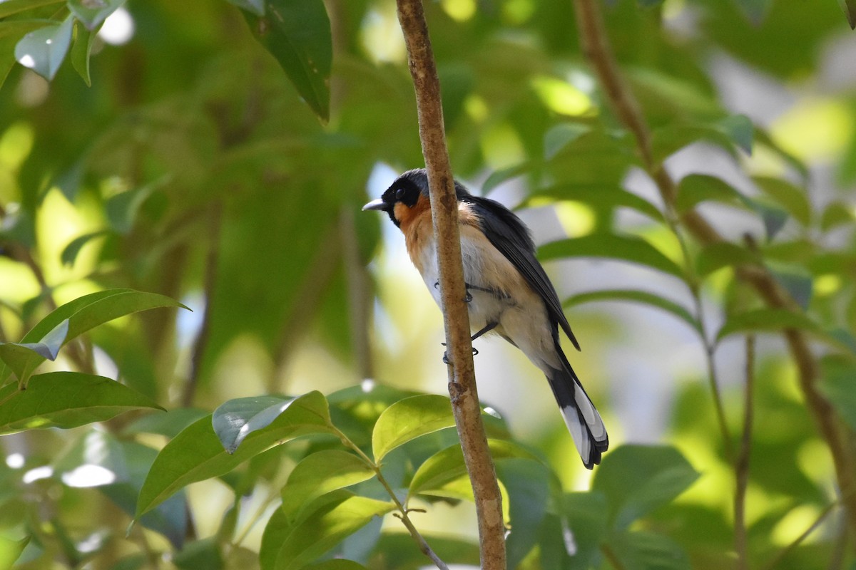 Spectacled Monarch - ML610150541