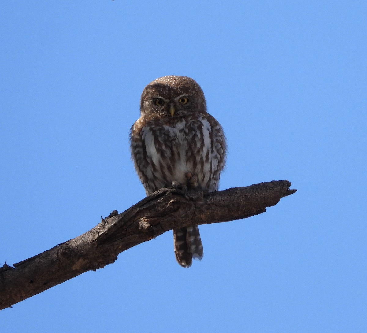 Pearl-spotted Owlet - ML610150834