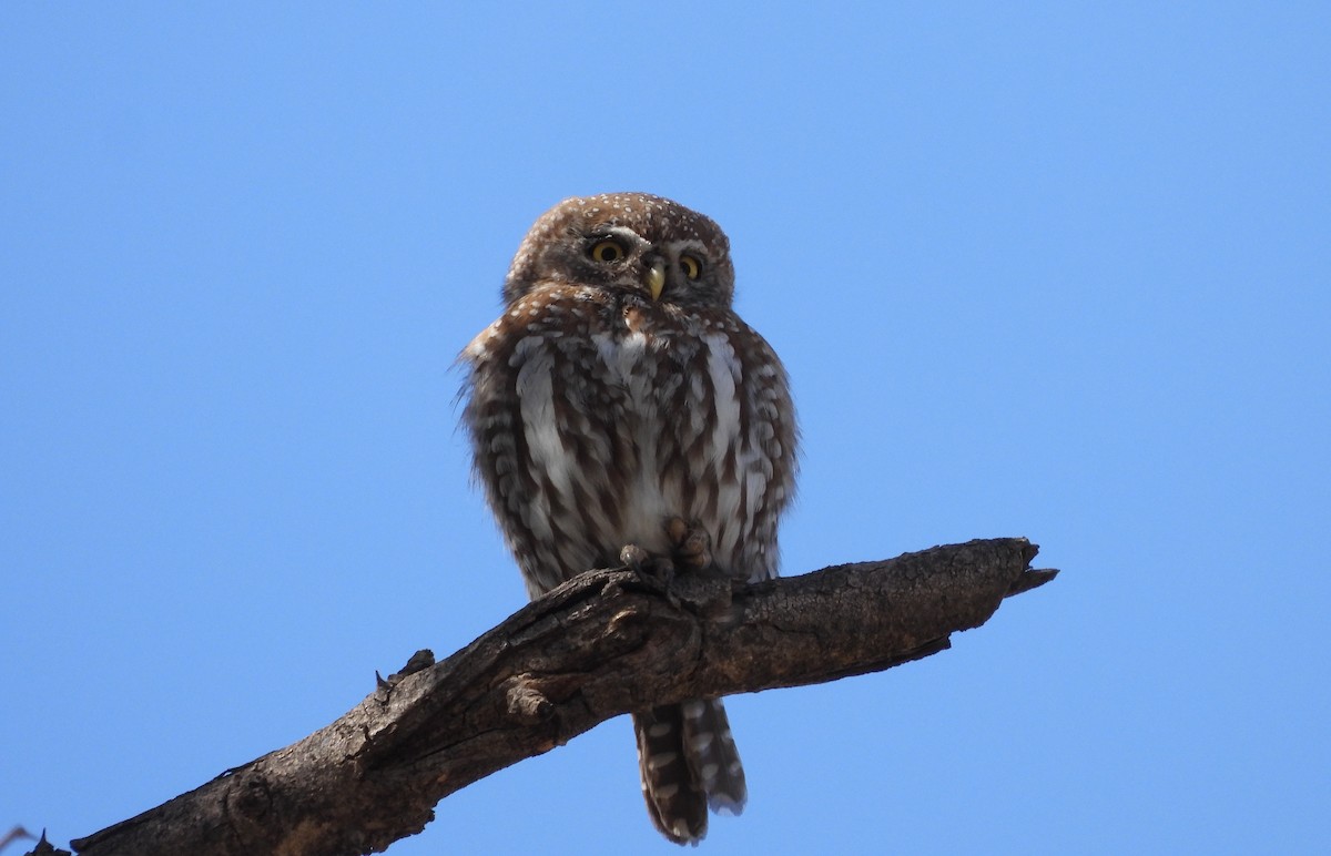 Pearl-spotted Owlet - ML610150835