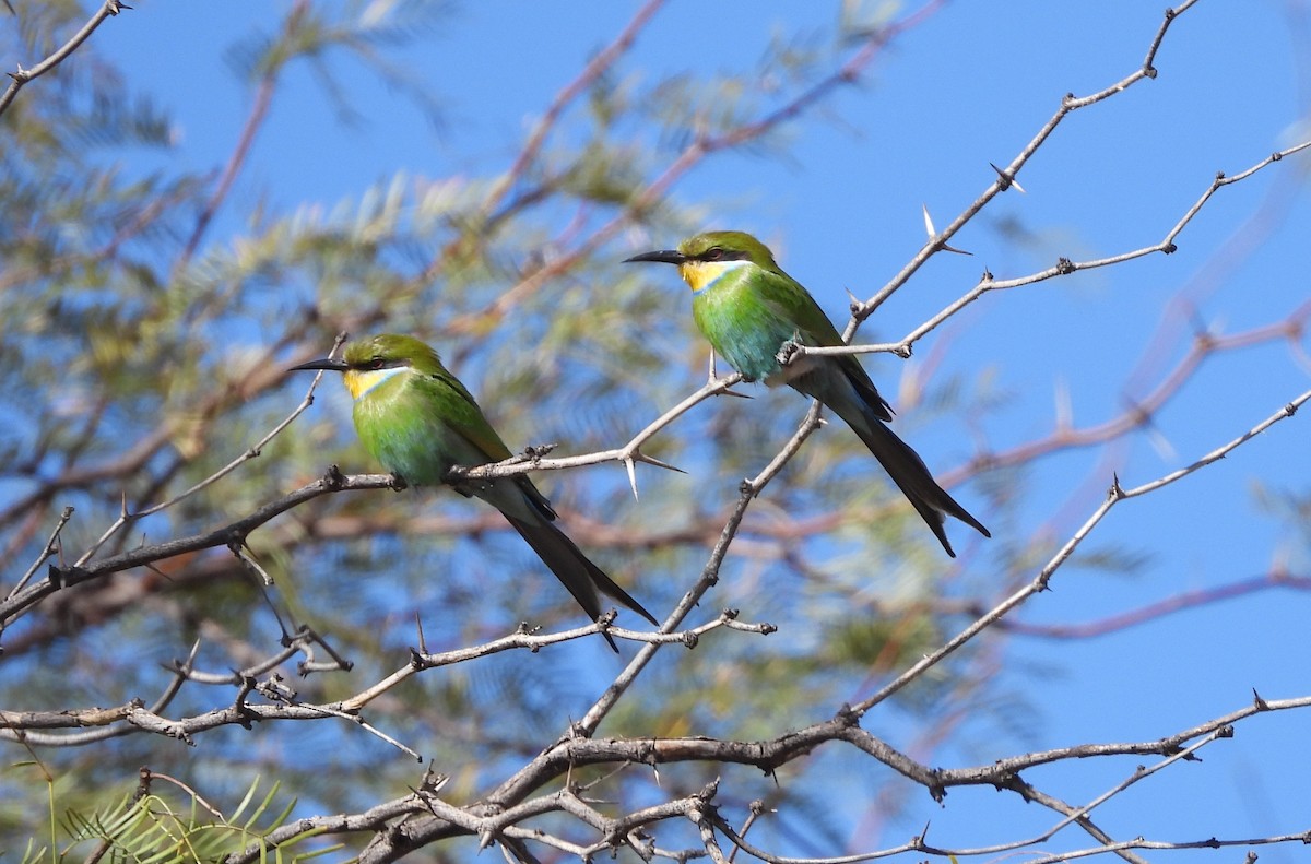 Swallow-tailed Bee-eater - ML610150853
