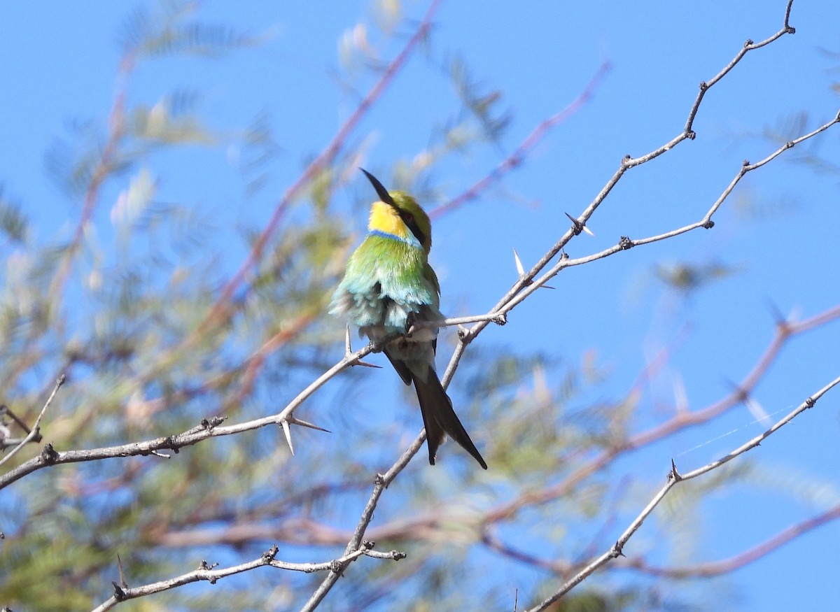Swallow-tailed Bee-eater - ML610150855