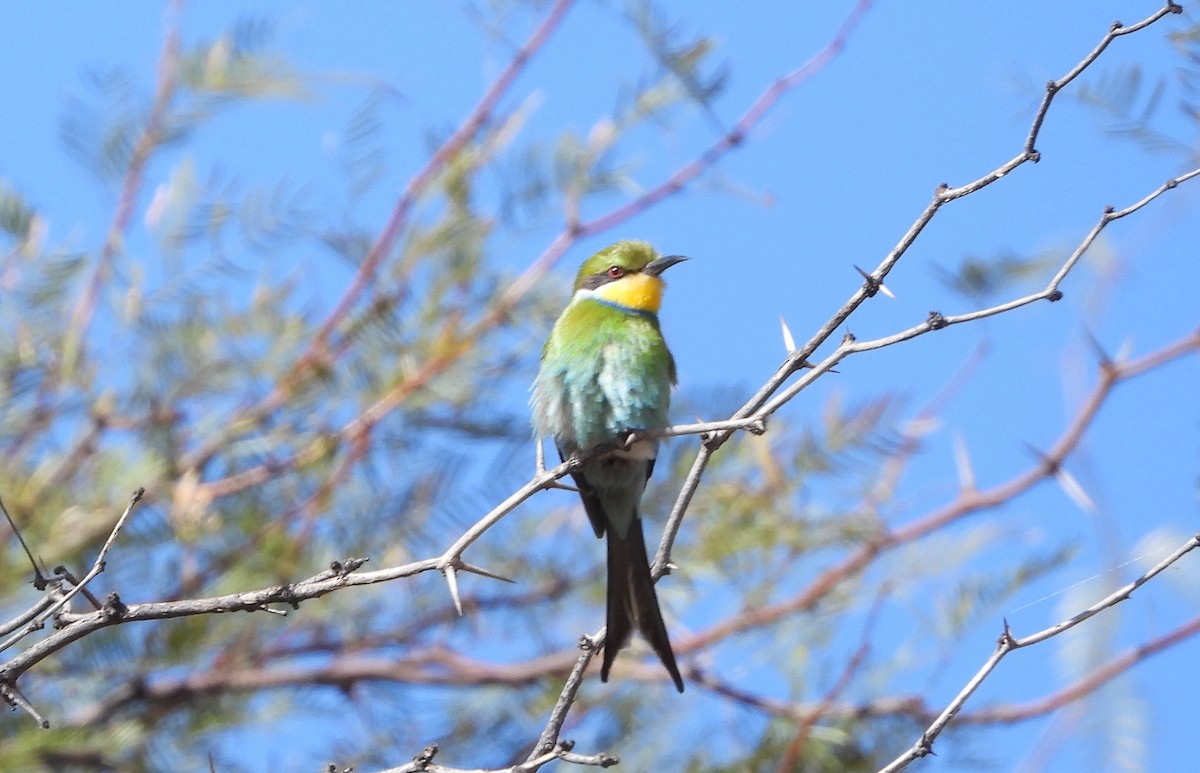 Swallow-tailed Bee-eater - ML610150856