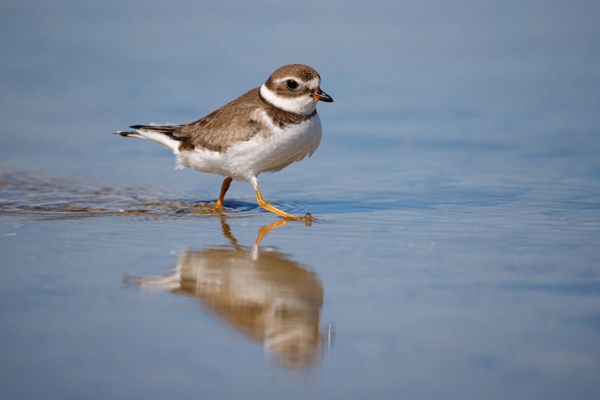 Semipalmated Plover - ML610152009