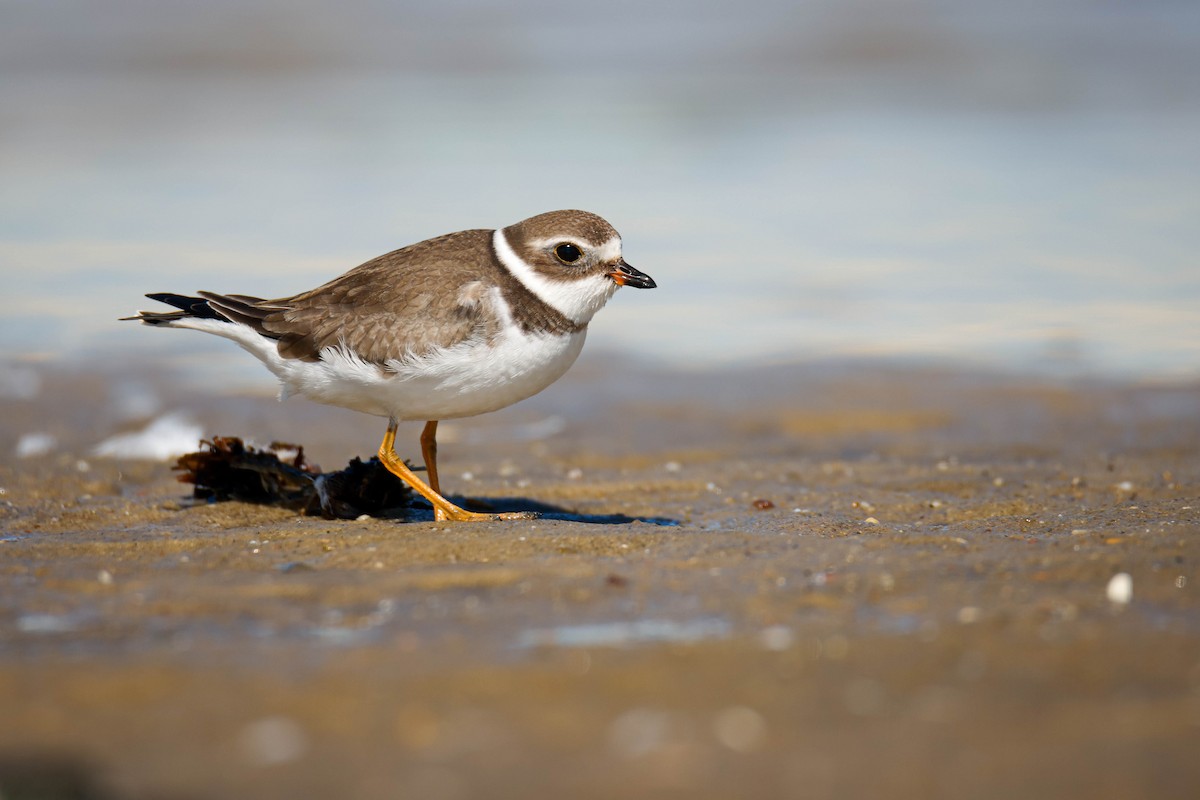 Semipalmated Plover - ML610152010