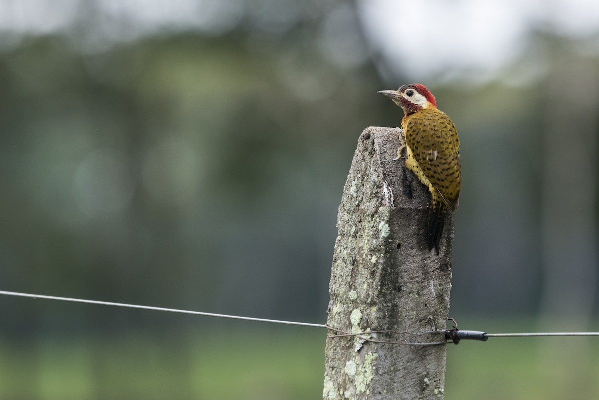 Spot-breasted Woodpecker - ML610152084