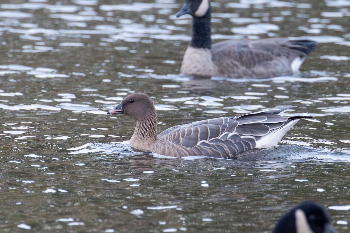 Pink-footed Goose - ML610152157
