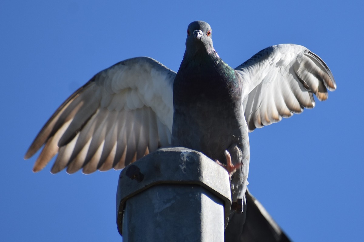 Rock Pigeon (Feral Pigeon) - ML610152159