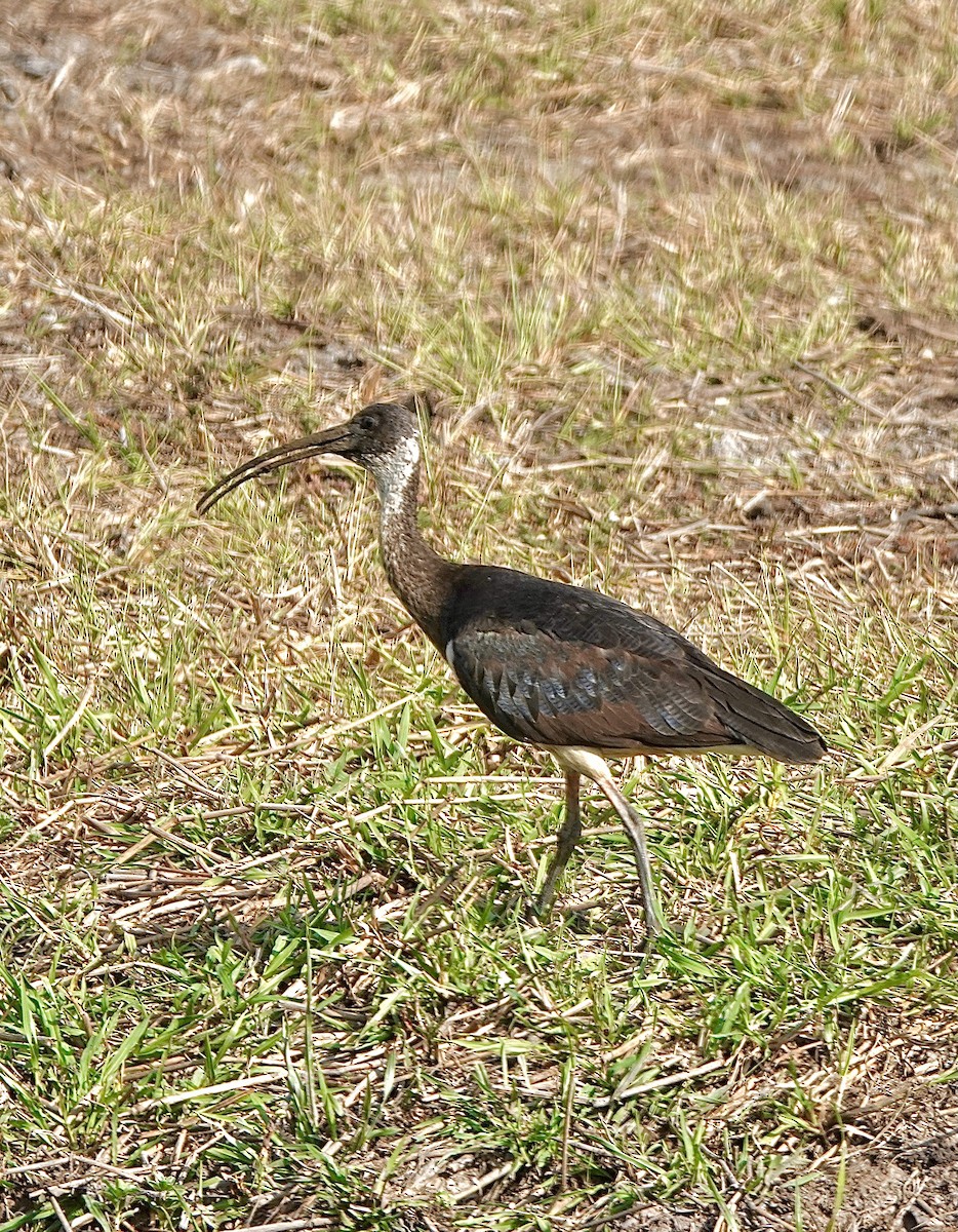 ibis slámokrký - ML610152698