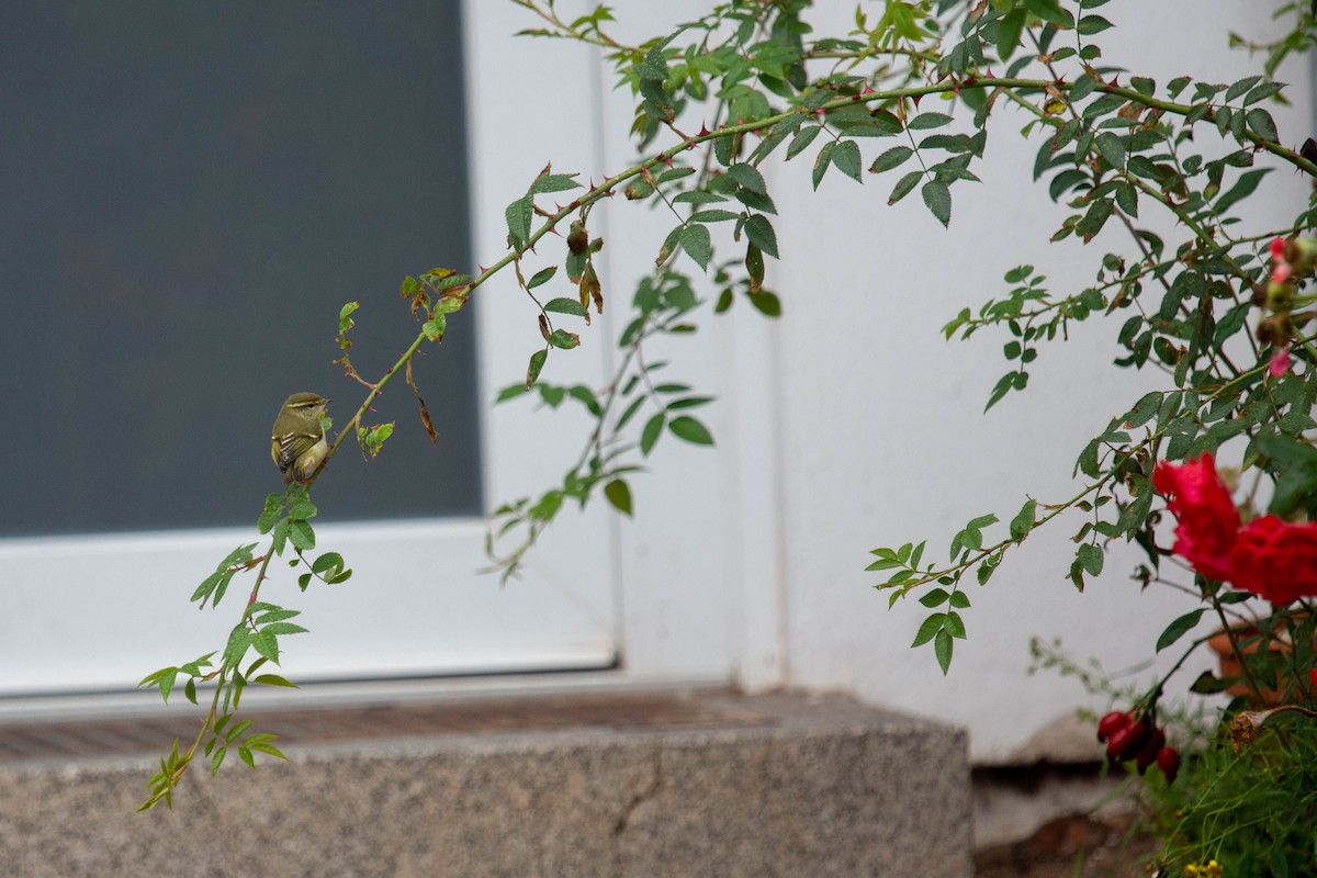 Yellow-browed Warbler - Daniel Schmäing