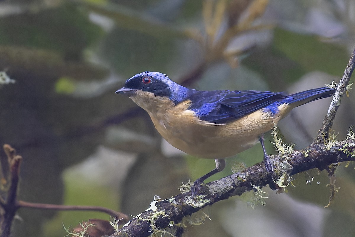 Fawn-breasted Tanager - ML610152950