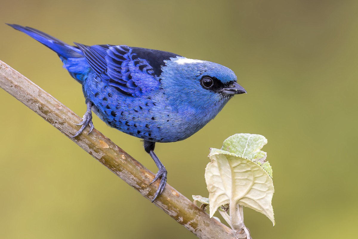 Blue-and-black Tanager - ML610153043