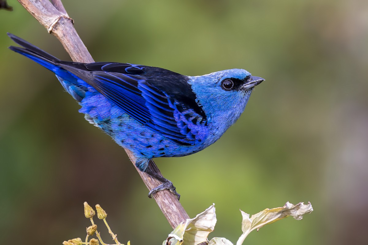 Blue-and-black Tanager - ML610153044
