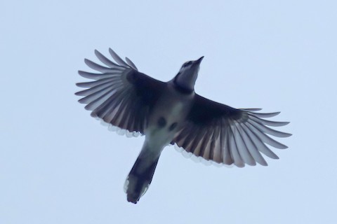 Flight of the Blue Jay by Susan Hughes - Animals Birds ( flight, blue jay