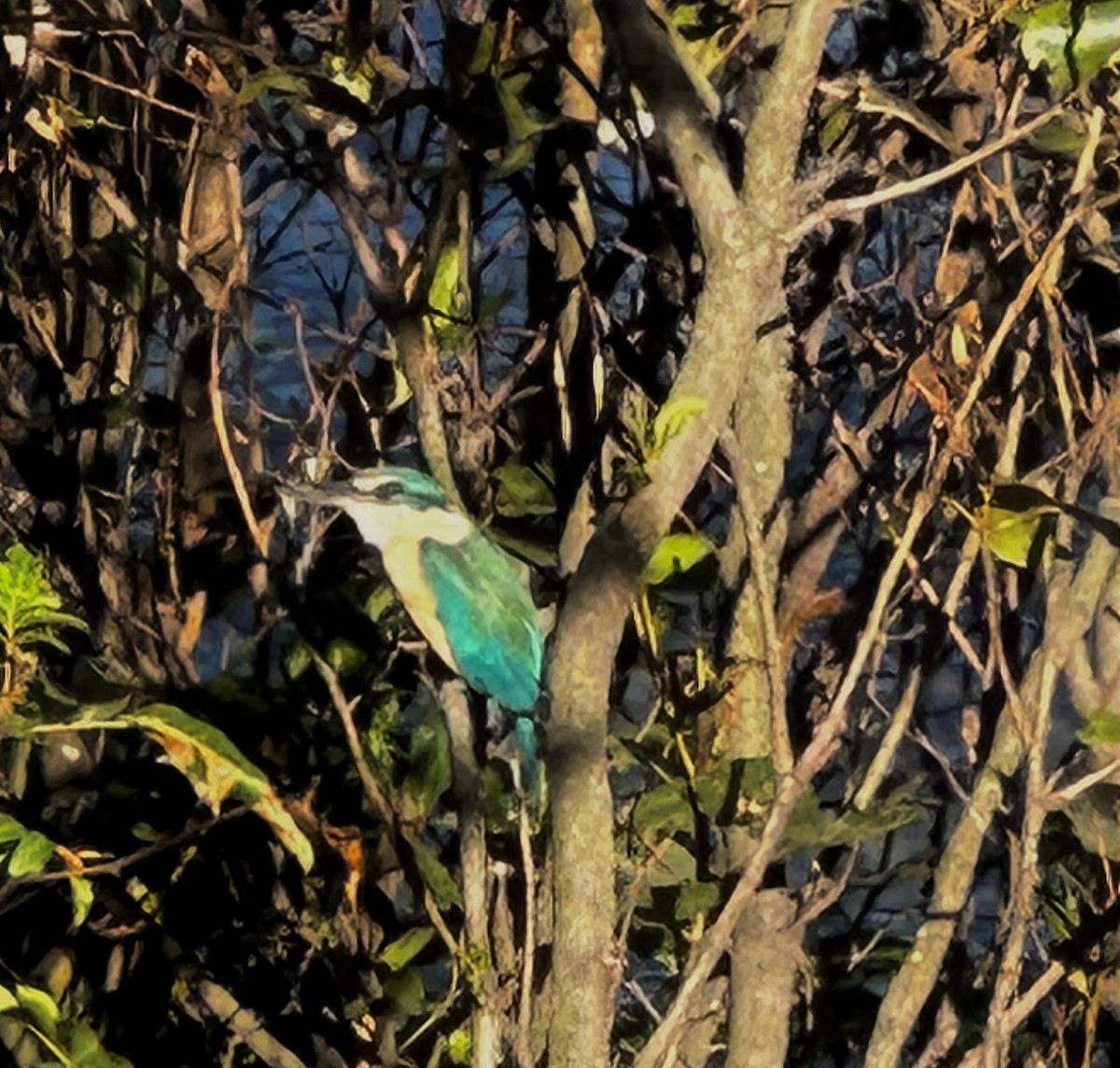 Sacred Kingfisher (Australasian) - ML610153169