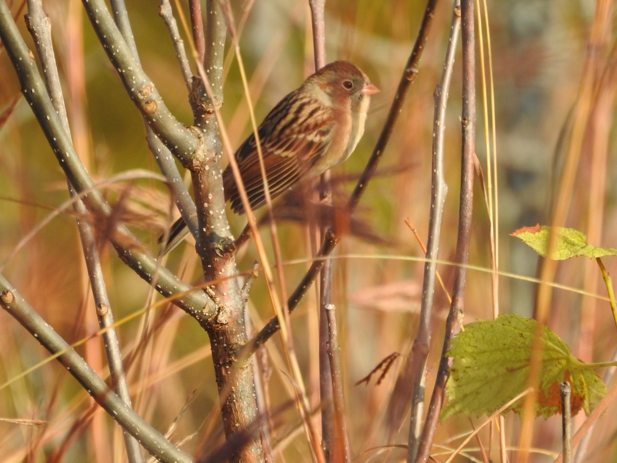 Field Sparrow - ML610153468