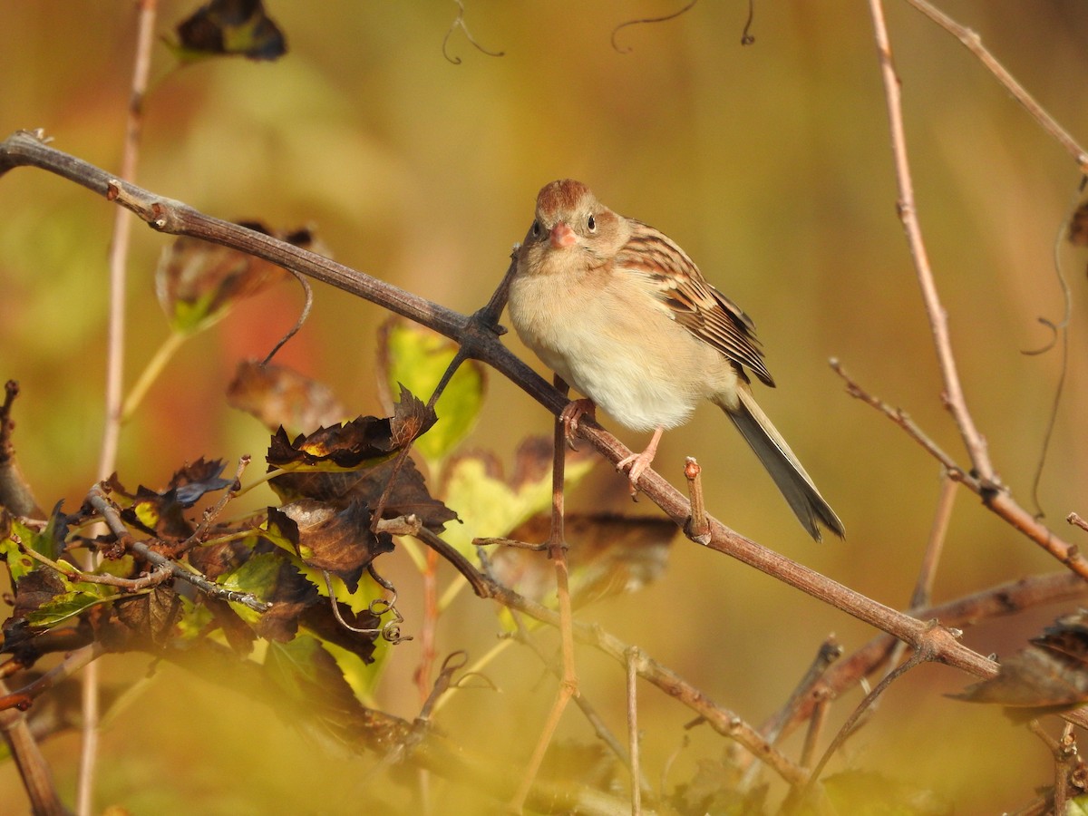 Field Sparrow - ML610153474