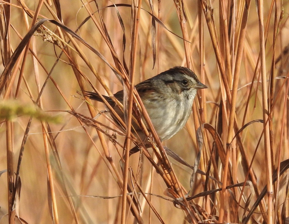 Swamp Sparrow - ML610153588