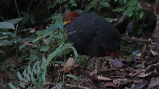 Crimson-headed Partridge - ML610153633