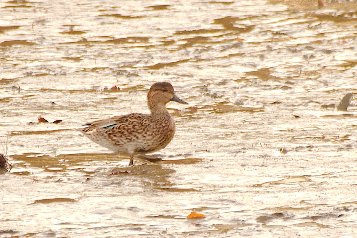 Blue-winged Teal - ML610153971