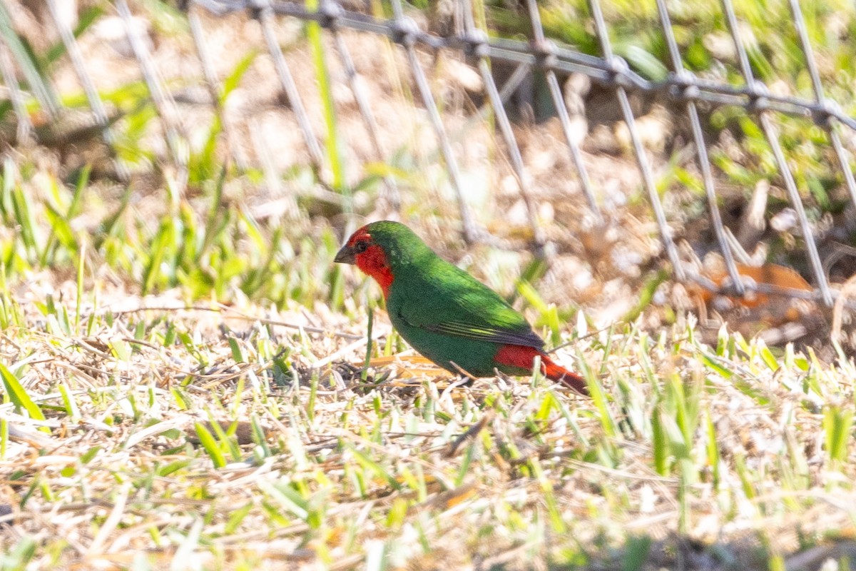 Red-throated Parrotfinch - ML610154166