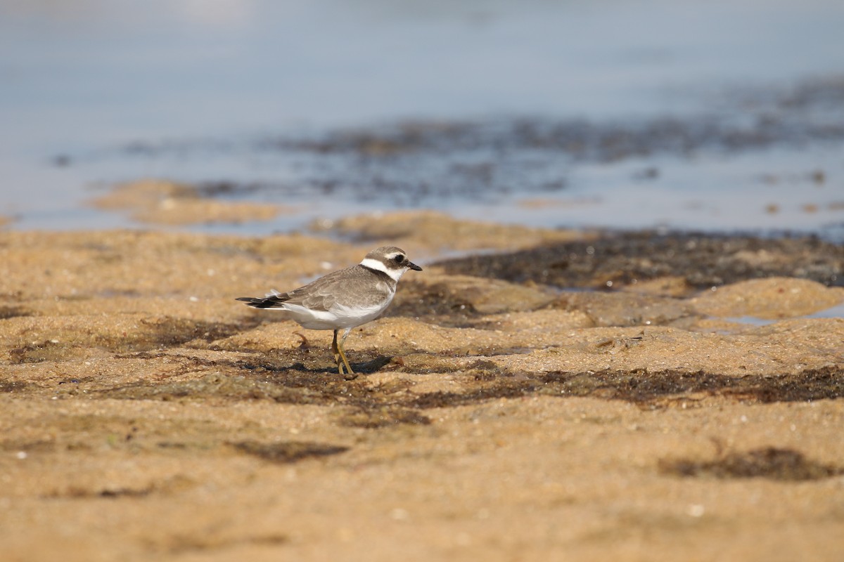 Common Ringed Plover - ML610154604