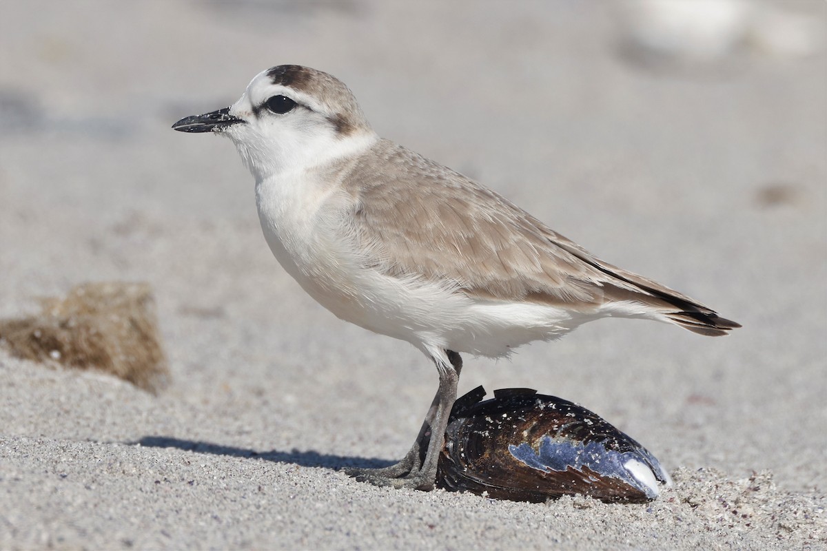 White-fronted Plover - ML610154995