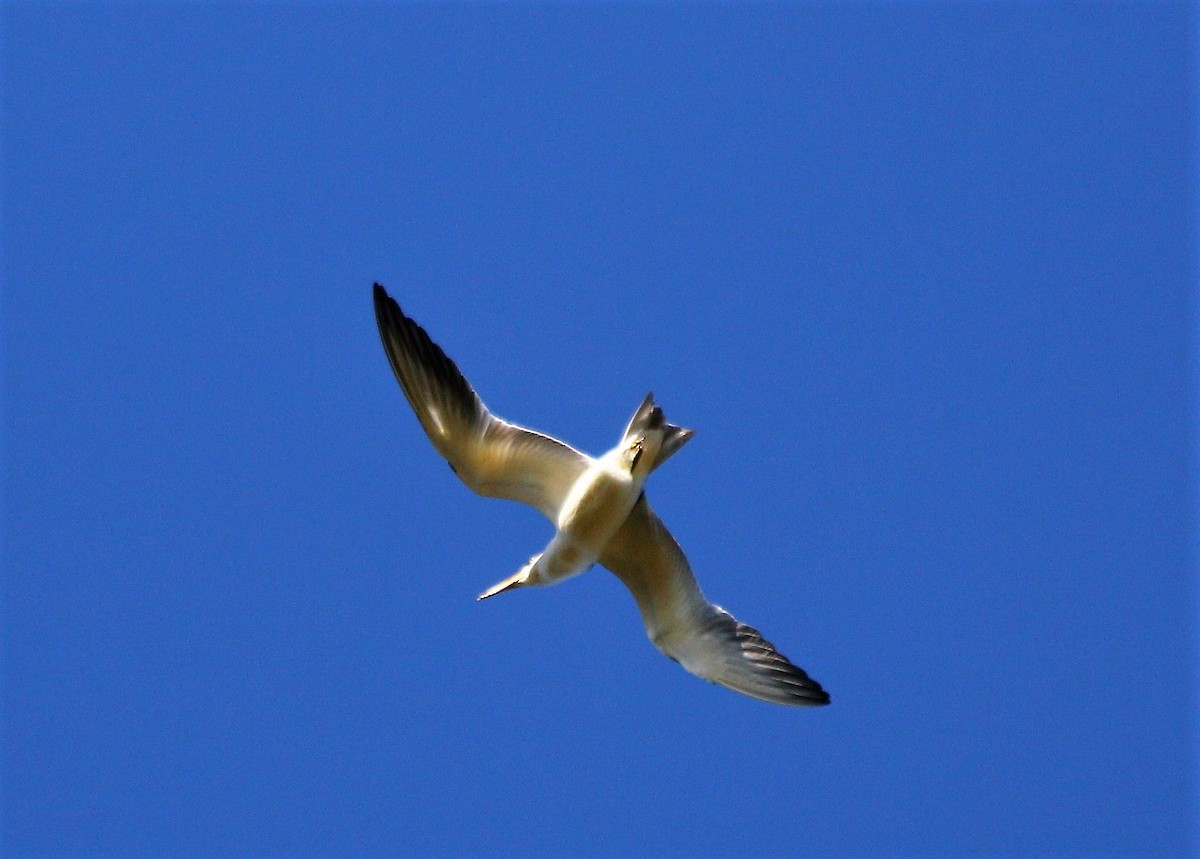 Large-billed Tern - ML61015501