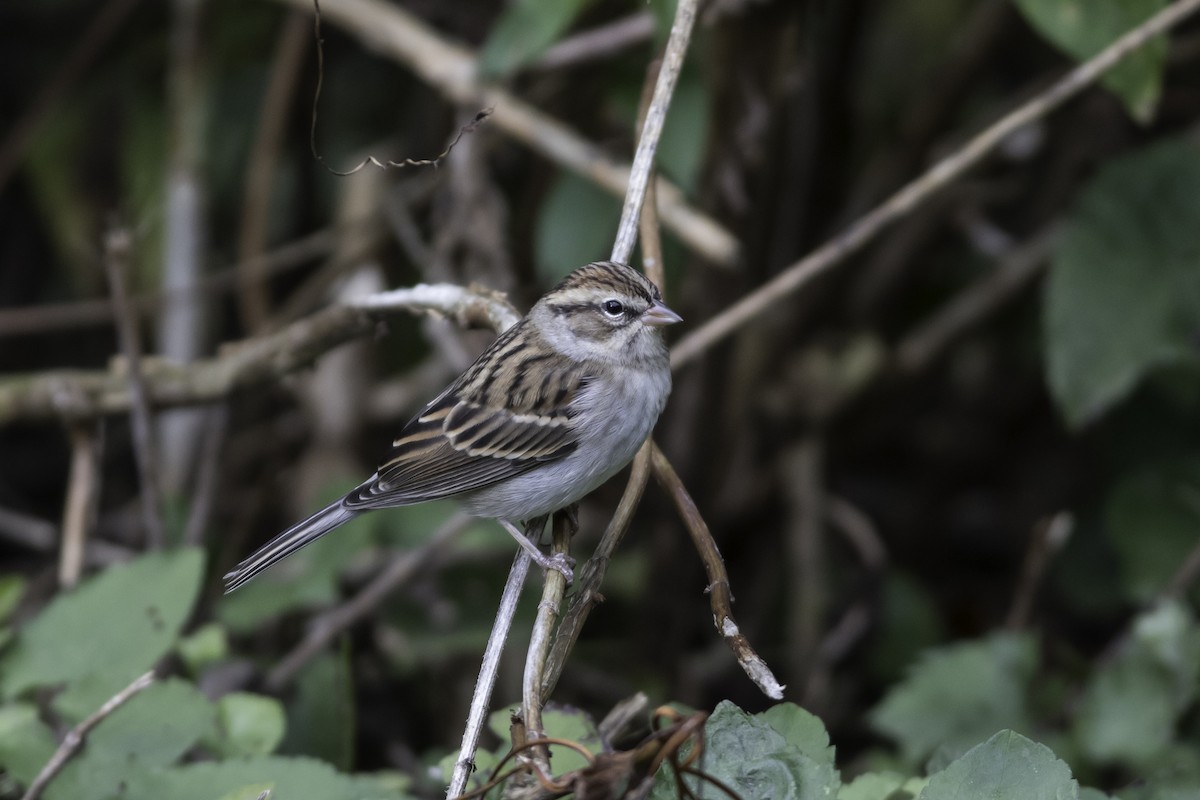 Chipping Sparrow - ML610155198