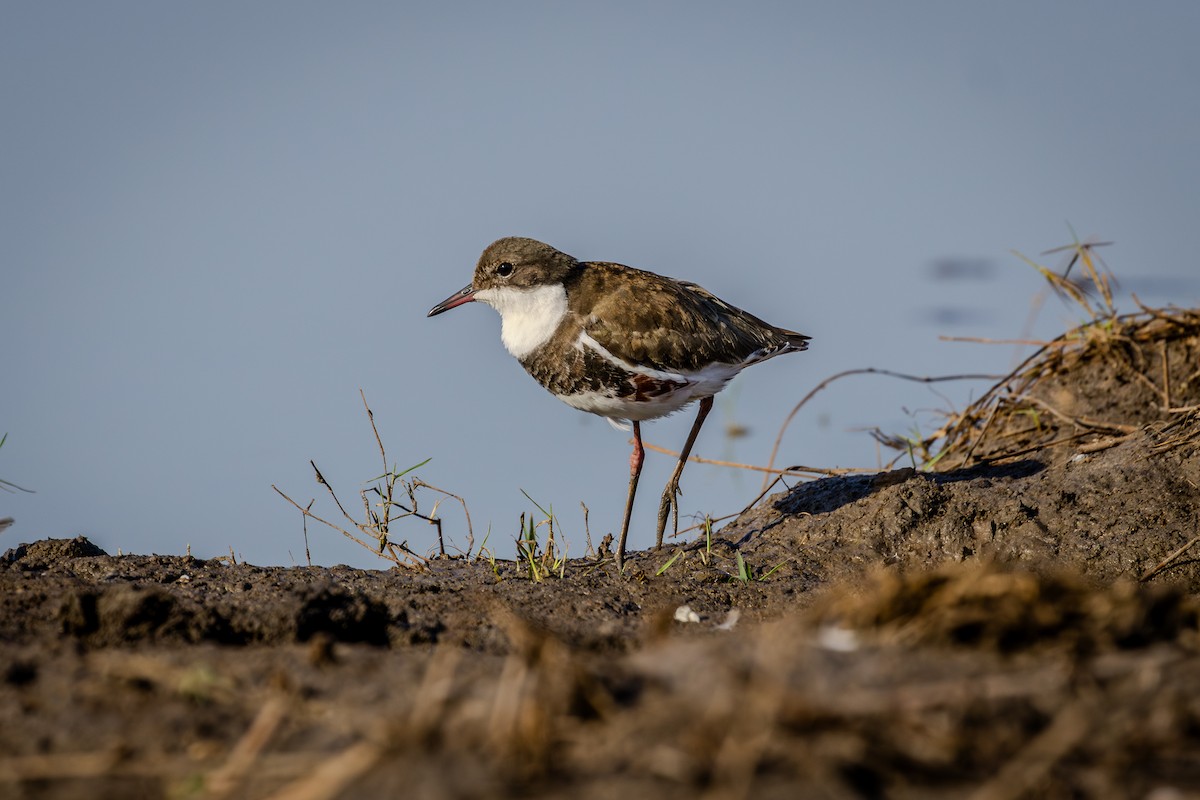 Red-kneed Dotterel - ML610155239