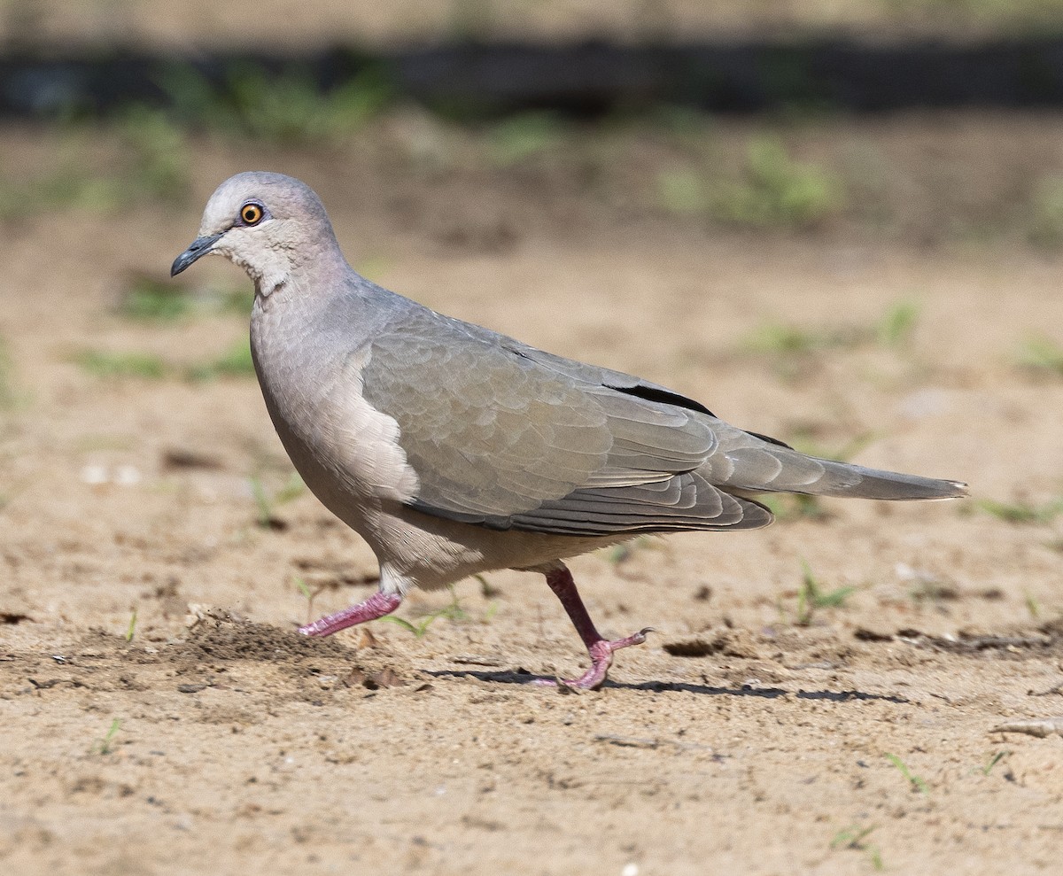 White-tipped Dove (brasiliensis Group) - ML610155745