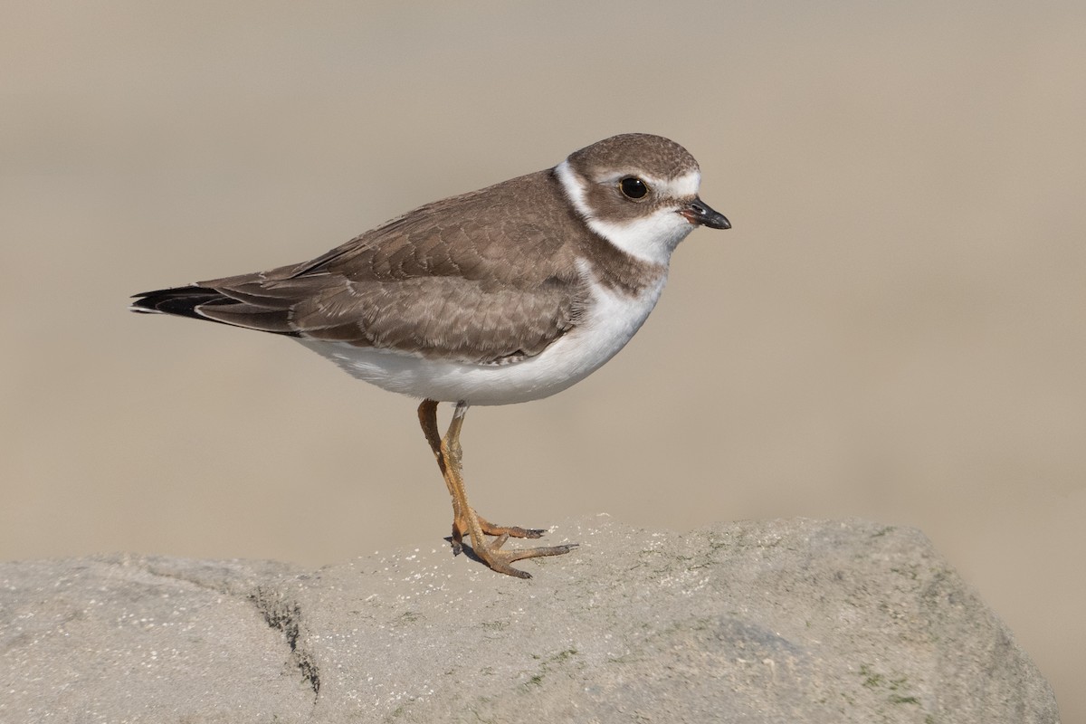 Semipalmated Plover - Tyler Ficker