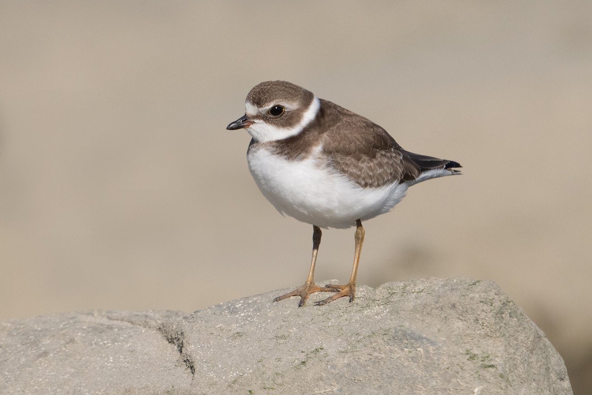 Semipalmated Plover - ML610155756