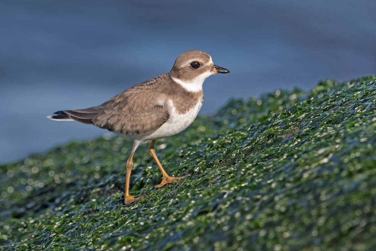 Semipalmated Plover - ML610155757