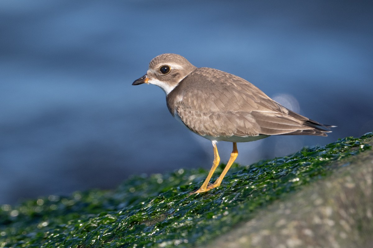 Semipalmated Plover - ML610155758