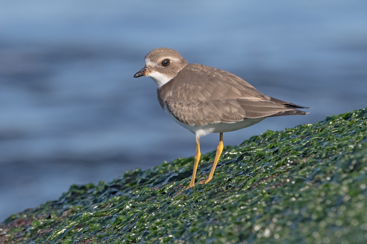 Semipalmated Plover - ML610155759