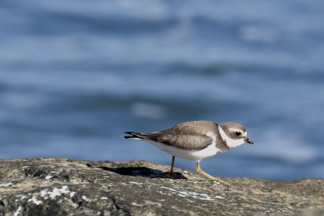 Semipalmated Plover - ML610155802