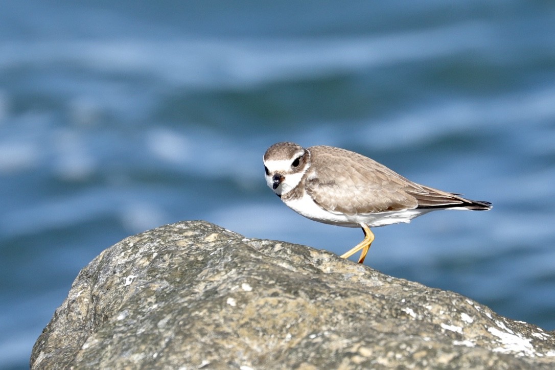 Semipalmated Plover - ML610155803