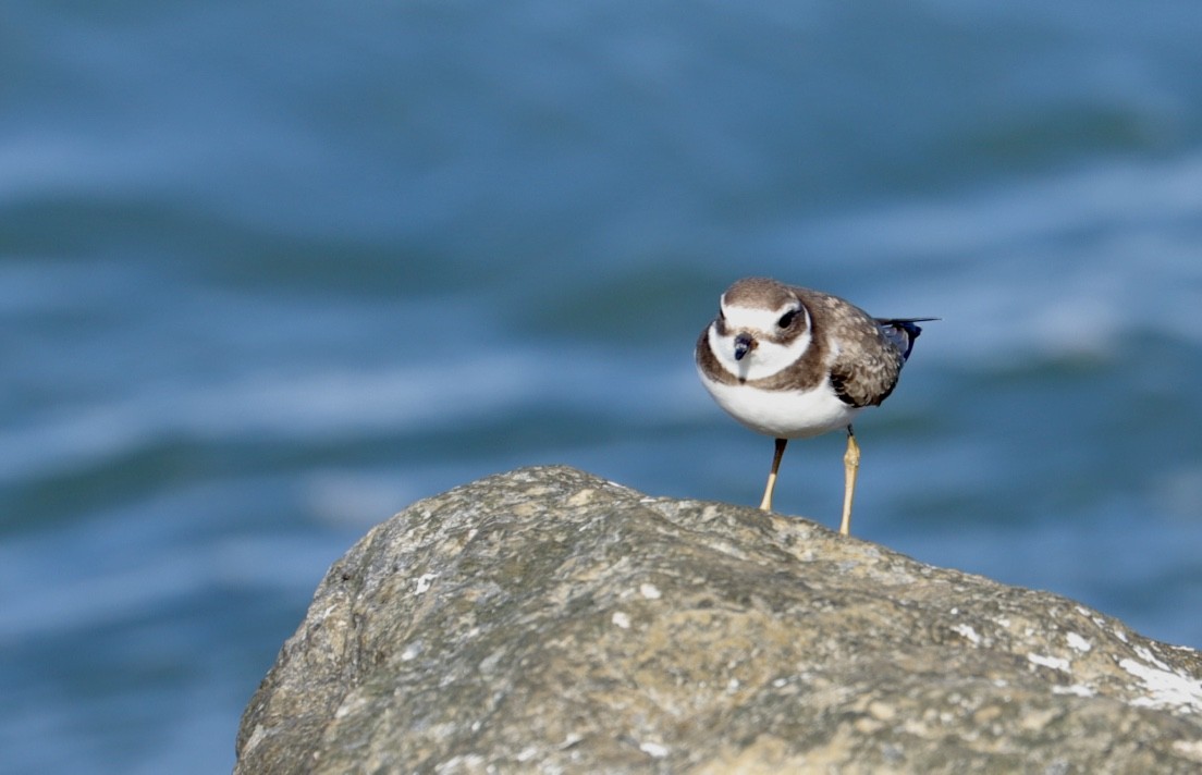 Semipalmated Plover - ML610155804