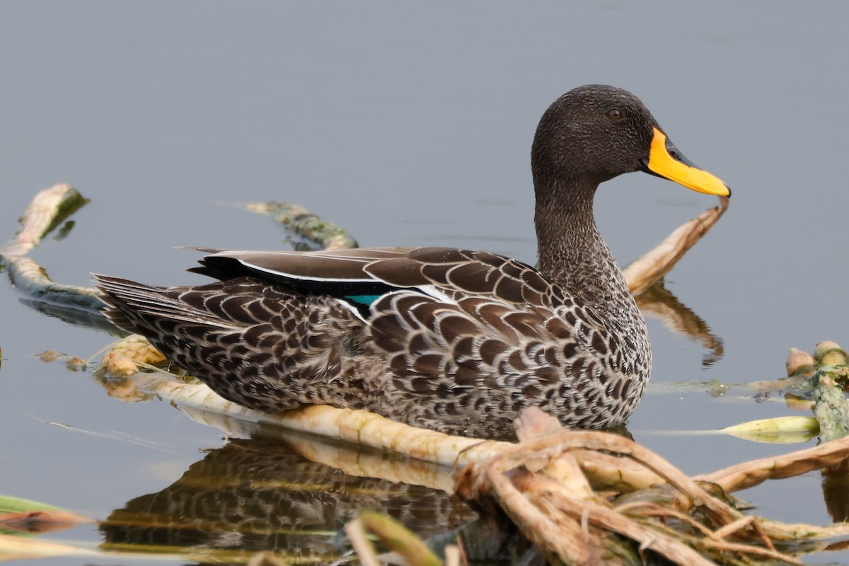 Yellow-billed Duck - ML610156331