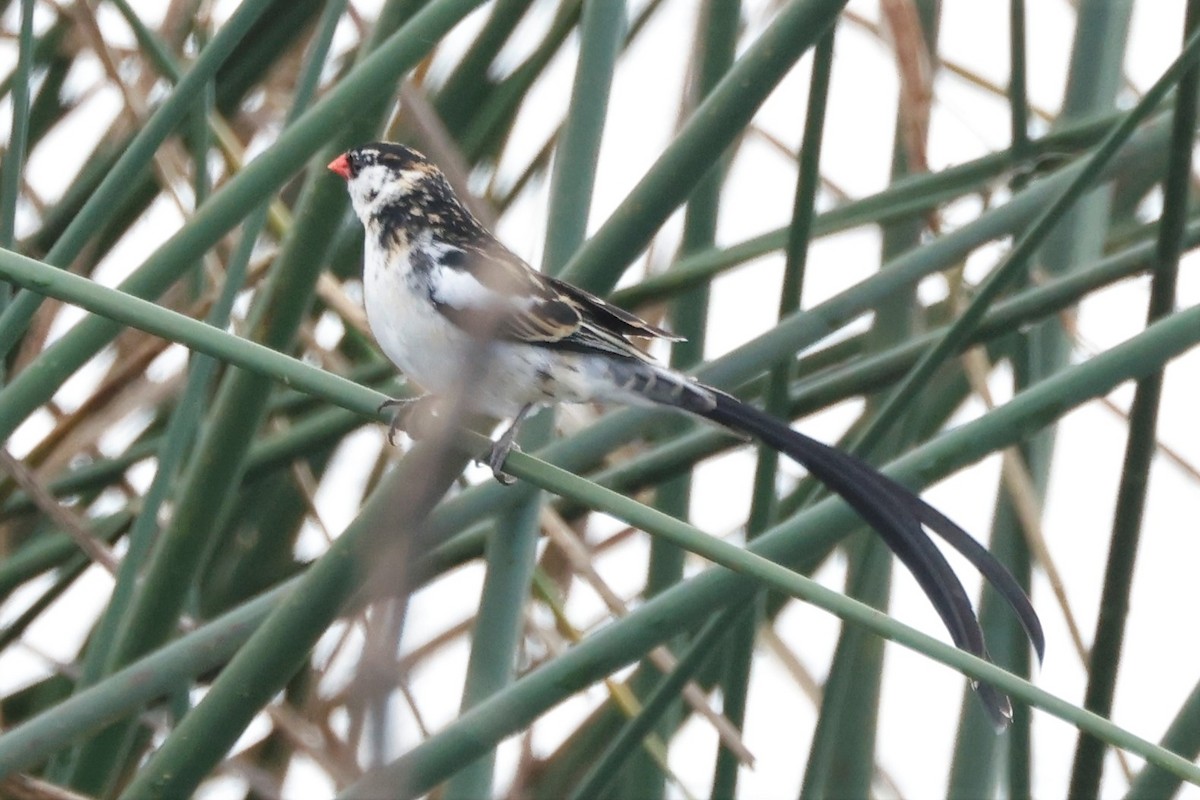 Pin-tailed Whydah - ML610156445