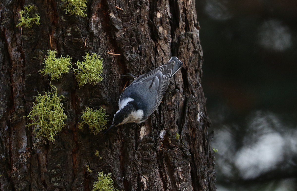White-breasted Nuthatch - ML610156713