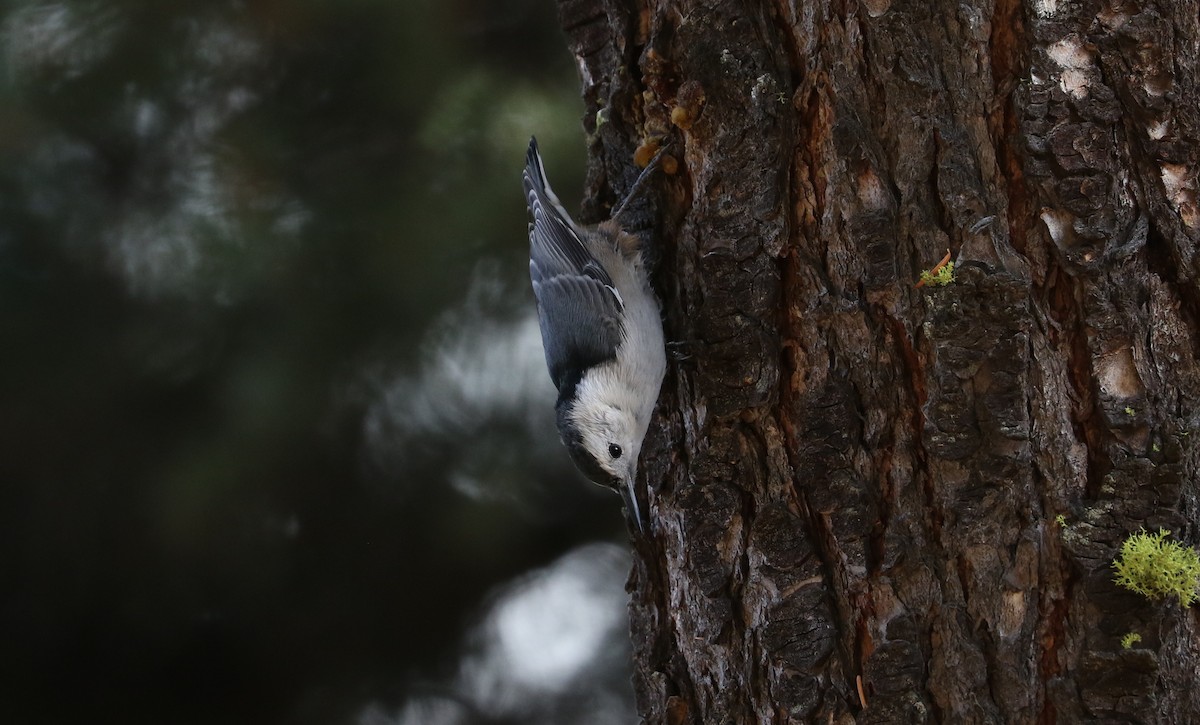 White-breasted Nuthatch - ML610156715