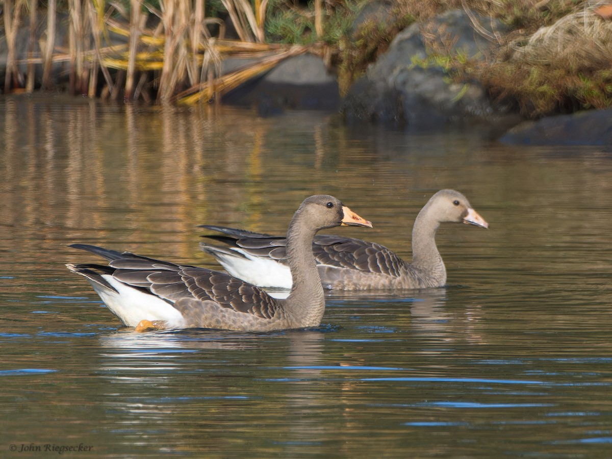 Greater White-fronted Goose - ML610156761
