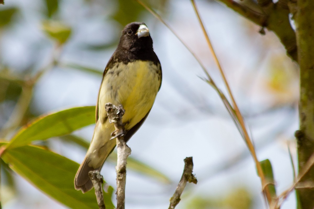 Yellow-bellied Seedeater - ML610156845